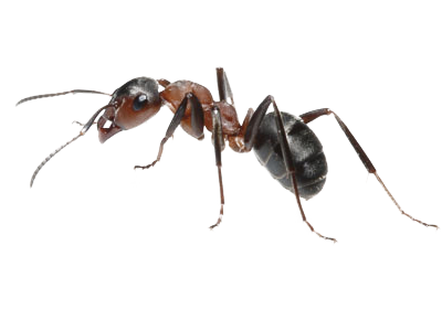 Ant-Control-Service