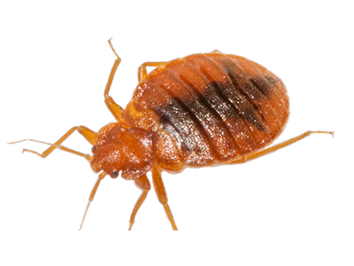 Bed-Bug-Control-Service