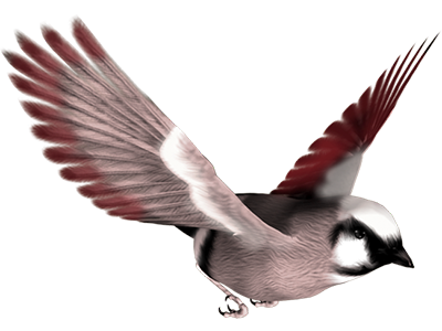 Bird-Control-Services
