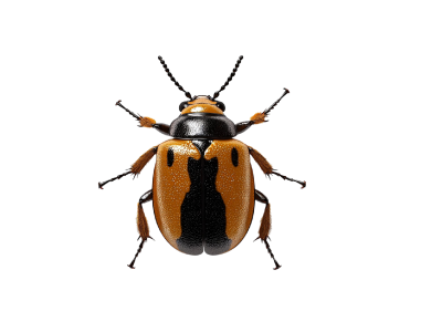 Carpet-Beetle-Control-Service-400x300