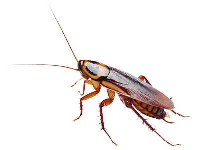 Cockroach-Control-Service