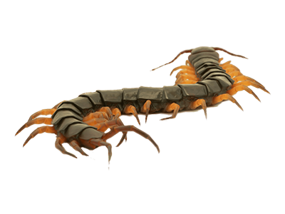 Crawling-Pest-Control-Service