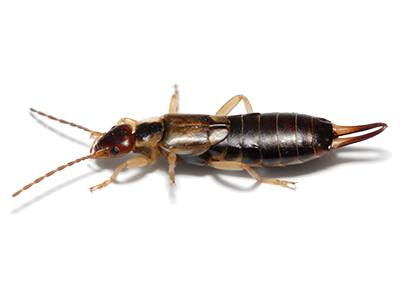 Earwigs-Control-Service