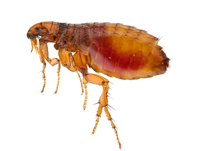 Flea-Control-Service