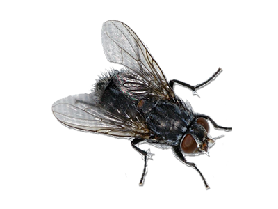 Flying-Pest-Control-Service
