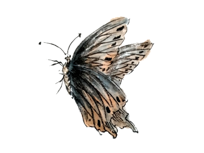 Moth-Control-Service-400x300