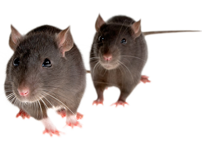 Rodent-Control-Service