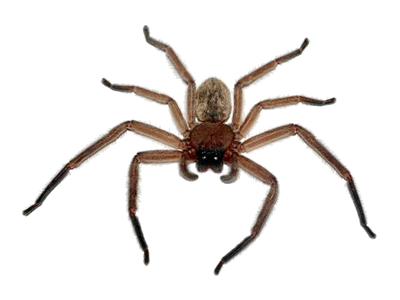 Spider-Control-Service