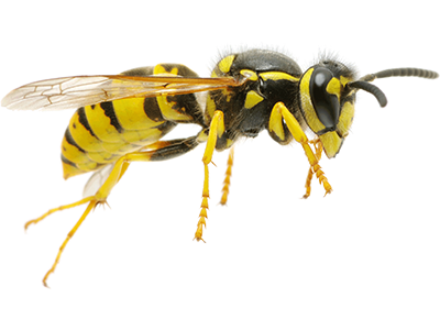 Wasp-Control-Services